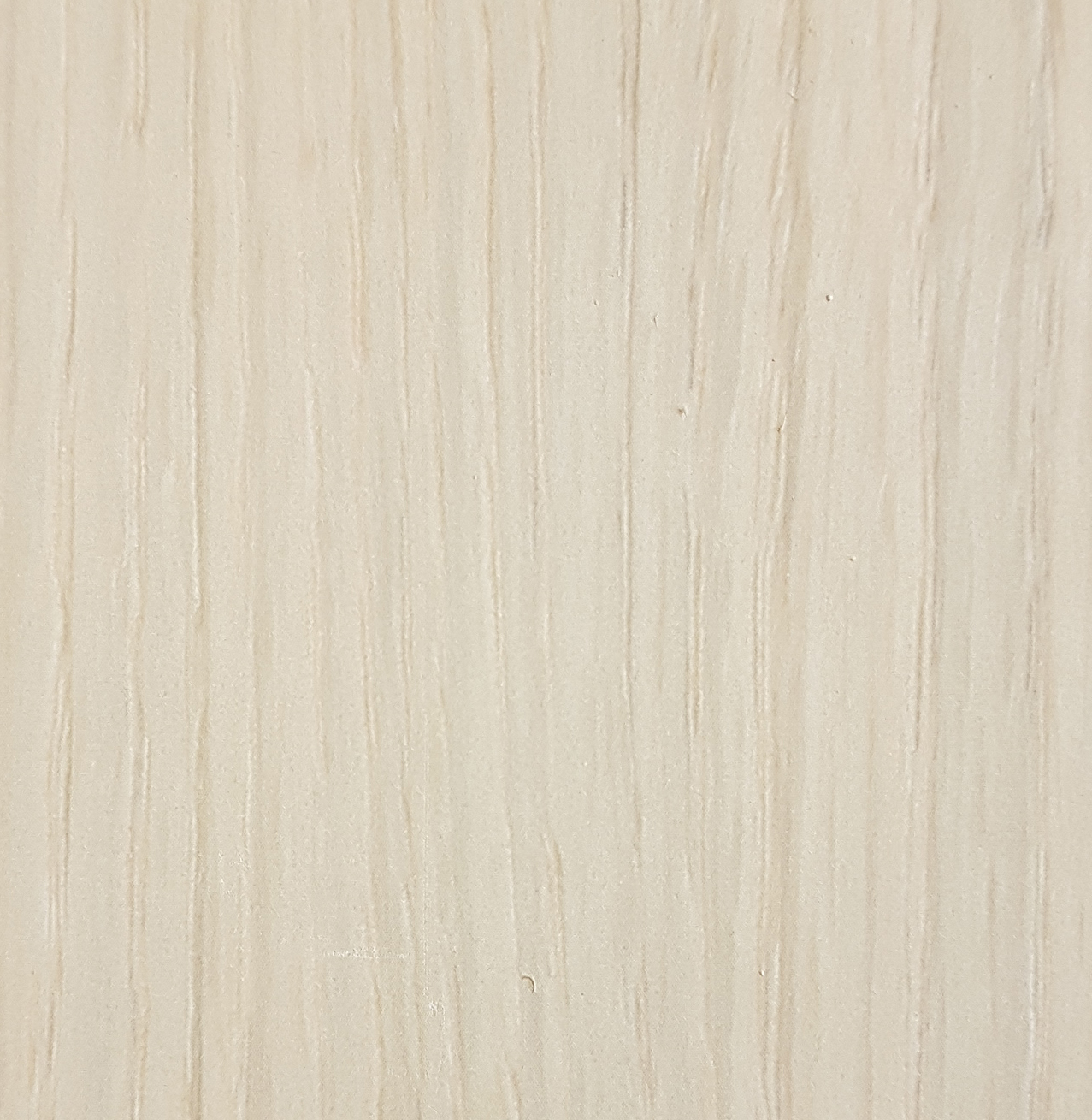 дуб беленый